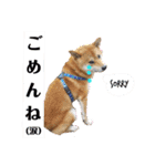 茶々丸(いろいろ)（個別スタンプ：22）