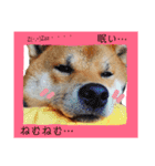 茶々丸(いろいろ)（個別スタンプ：23）