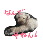 トイプーくうちゃんの日常表現☆（個別スタンプ：4）