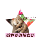 トイプーくうちゃんの日常表現☆（個別スタンプ：9）