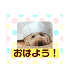 トイプーくうちゃんの日常表現☆（個別スタンプ：10）