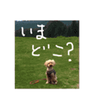 トイプーくうちゃんの日常表現☆（個別スタンプ：11）