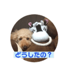 トイプーくうちゃんの日常表現☆（個別スタンプ：14）