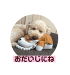 トイプーくうちゃんの日常表現☆（個別スタンプ：17）