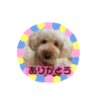 トイプーくうちゃんの日常表現☆（個別スタンプ：20）