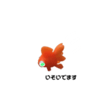 金魚8（個別スタンプ：2）