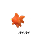 金魚8（個別スタンプ：4）