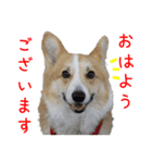 今日も全力コーギー 「むぎ」（個別スタンプ：1）