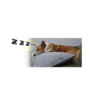 今日も全力コーギー 「むぎ」（個別スタンプ：3）
