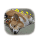 今日も全力コーギー 「むぎ」（個別スタンプ：4）