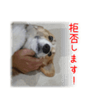 今日も全力コーギー 「むぎ」（個別スタンプ：7）