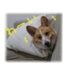 今日も全力コーギー 「むぎ」（個別スタンプ：8）