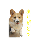 今日も全力コーギー 「むぎ」（個別スタンプ：9）