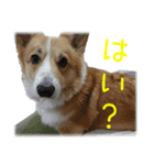 今日も全力コーギー 「むぎ」（個別スタンプ：10）