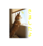 今日も全力コーギー 「むぎ」（個別スタンプ：13）