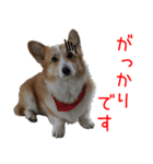 今日も全力コーギー 「むぎ」（個別スタンプ：14）