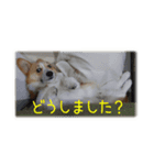 今日も全力コーギー 「むぎ」（個別スタンプ：15）