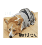 今日も全力コーギー 「むぎ」（個別スタンプ：17）