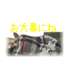 今日も全力コーギー 「むぎ」（個別スタンプ：18）