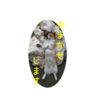 今日も全力コーギー 「むぎ」（個別スタンプ：19）