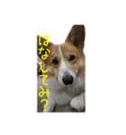 今日も全力コーギー 「むぎ」（個別スタンプ：22）