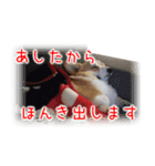 今日も全力コーギー 「むぎ」（個別スタンプ：23）
