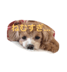 ちむたんスタンプ（個別スタンプ：6）