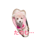 ちむたんスタンプ（個別スタンプ：7）