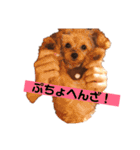 ちわぷぅのとうふと申します（個別スタンプ：3）