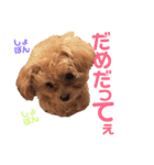 ちわぷぅのとうふと申します（個別スタンプ：6）