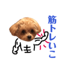 ちわぷぅのとうふと申します（個別スタンプ：16）
