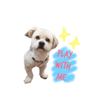 我が家の問題児犬 (English版)（個別スタンプ：3）