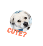 我が家の問題児犬 (English版)（個別スタンプ：4）