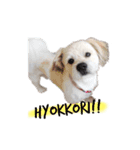 我が家の問題児犬 (English版)（個別スタンプ：5）