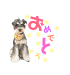 シュナウザー(アイクとシルト)3（個別スタンプ：1）