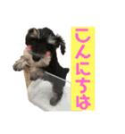 シュナウザー(アイクとシルト)3（個別スタンプ：2）