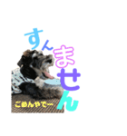 シュナウザー(アイクとシルト)3（個別スタンプ：4）