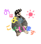 シュナウザー(アイクとシルト)3（個別スタンプ：11）