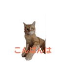 とらくんからのメッセージ（個別スタンプ：3）