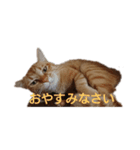 とらくんからのメッセージ（個別スタンプ：4）