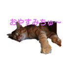 とらくんからのメッセージ（個別スタンプ：5）