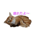 とらくんからのメッセージ（個別スタンプ：6）
