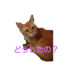 とらくんからのメッセージ（個別スタンプ：8）