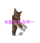 とらくんからのメッセージ（個別スタンプ：9）