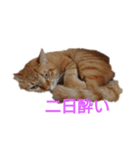 とらくんからのメッセージ（個別スタンプ：10）