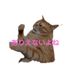 とらくんからのメッセージ（個別スタンプ：12）