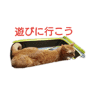 とらくんからのメッセージ（個別スタンプ：13）