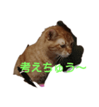 とらくんからのメッセージ（個別スタンプ：14）