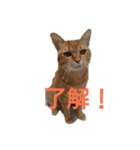 とらくんからのメッセージ（個別スタンプ：15）