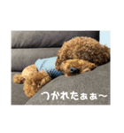 毎日虎太朗②（個別スタンプ：6）